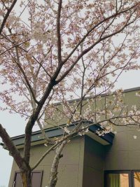 ひっそりと開花