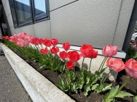チューリップが咲き揃いました🌷