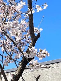 桜が咲き始めました