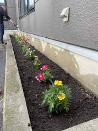 恒例の花壇整備